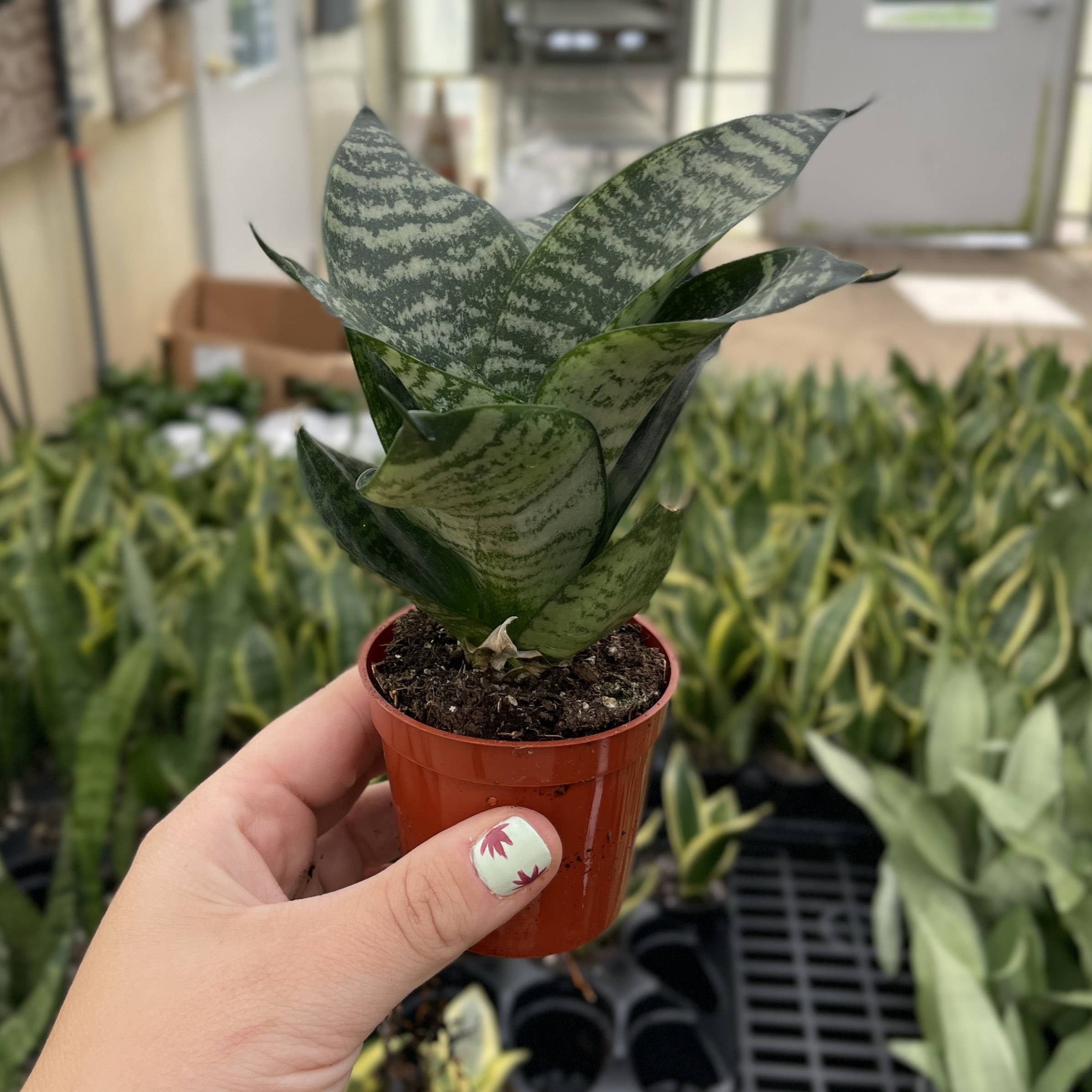 Thorsen's Greenhouse - Wholesale Live Plant - Bird's Nest Snake Plant - Live Plant - Assorted Varieties5