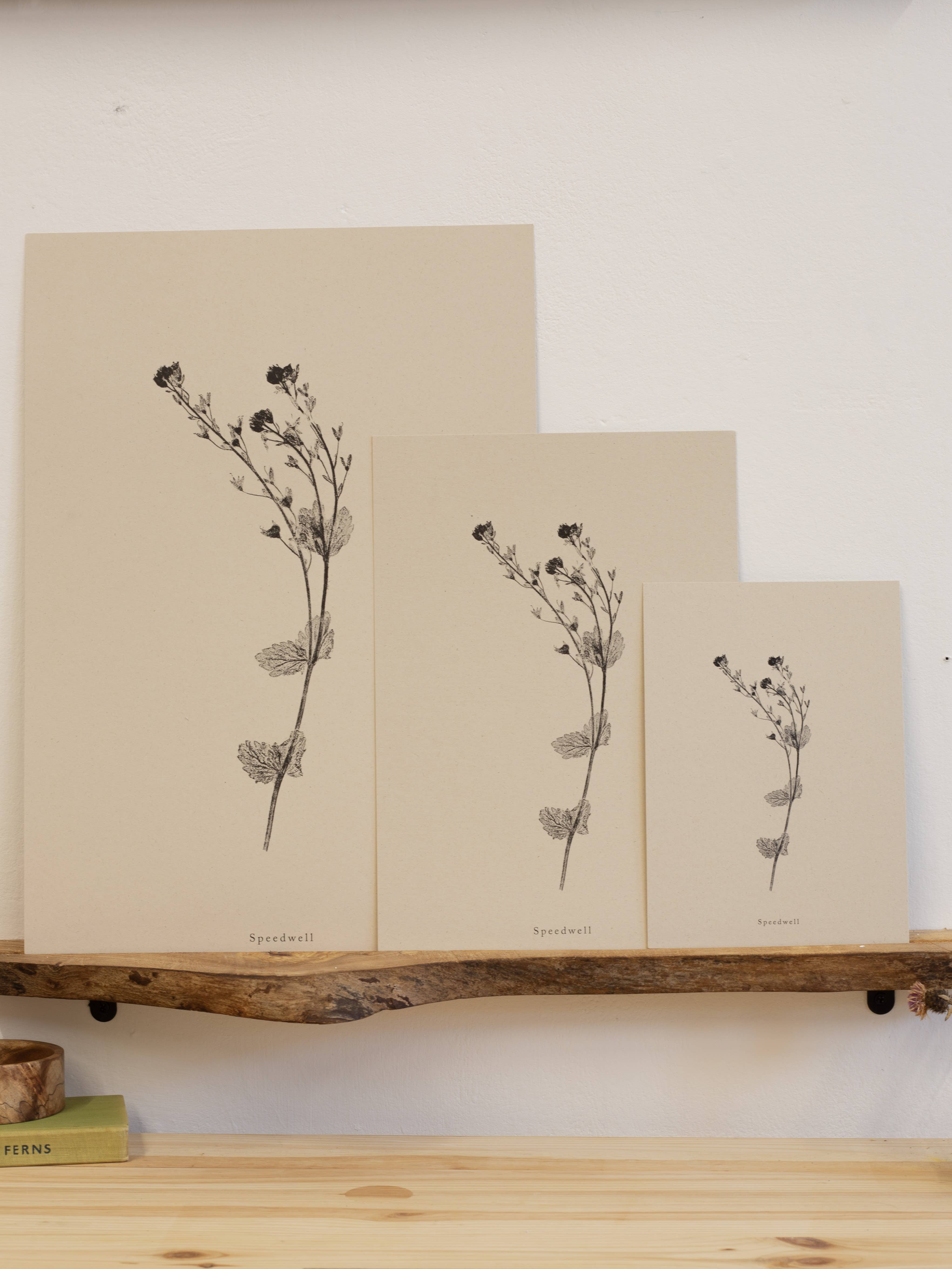 Alicia Breakspear – wholesale Art print – Botanical Art Print A5 A4 A3 Speedwell Flower Print 5