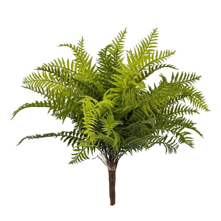 ARBUSTO DE HELECHO FORESTAL BG10592, 27 PULGADAS para venta al por mayor de Green Import Limited