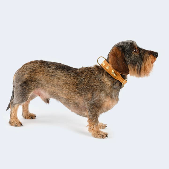​​Leopold's Finest for dogs - Wholesale Pet Collar - Dog - Dog collar leather dachshund cognac/dark brown