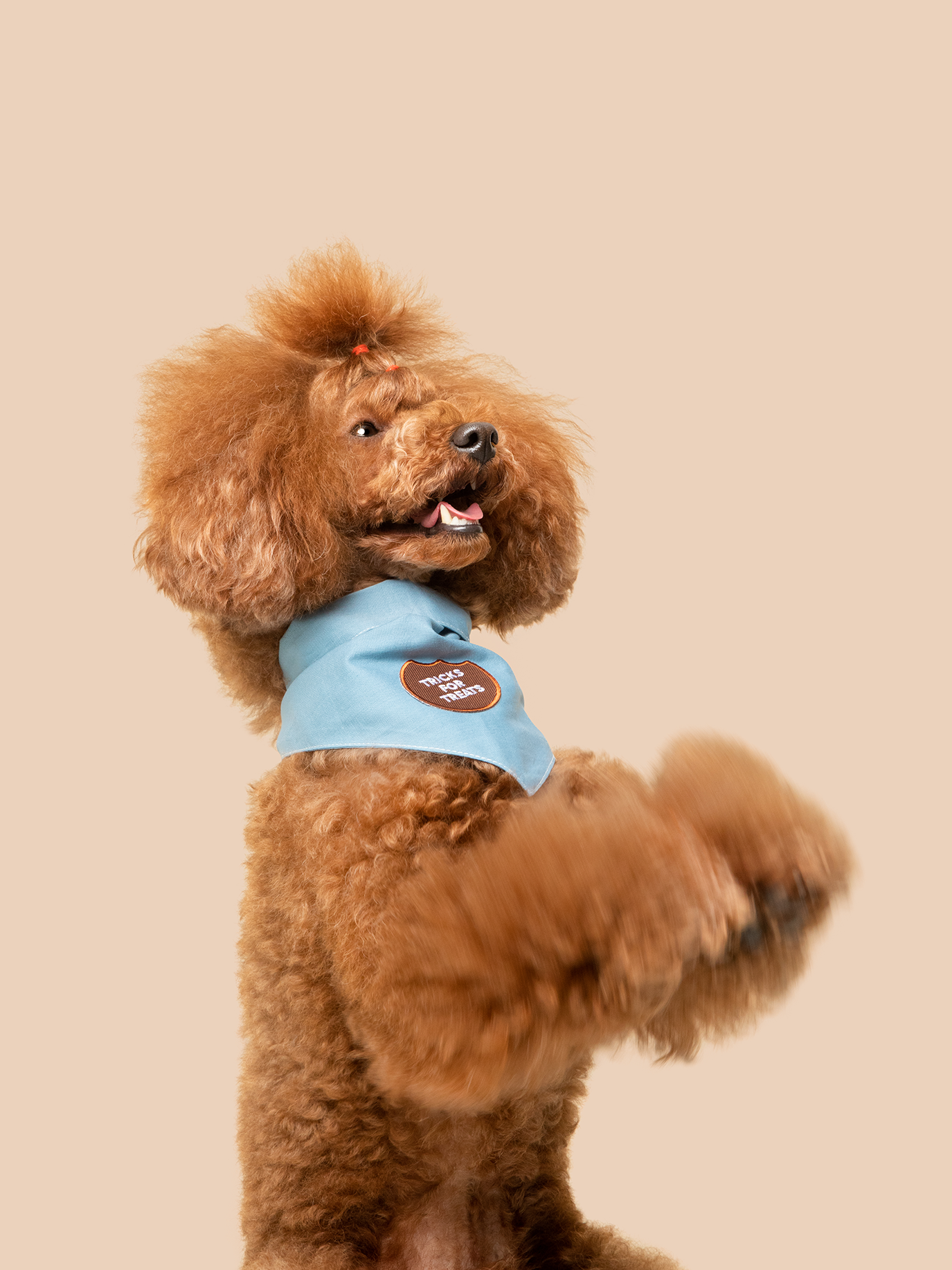 Scout's Honour Pty Ltd - Wholesale Pet Bandana - Dog - Tricks for Treats iron-on patch for dogs and cats2