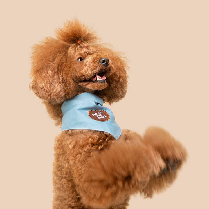 Scout's Honour Pty Ltd - Wholesale Pet Bandana - Dog - Tricks for Treats iron-on patch for dogs and cats2