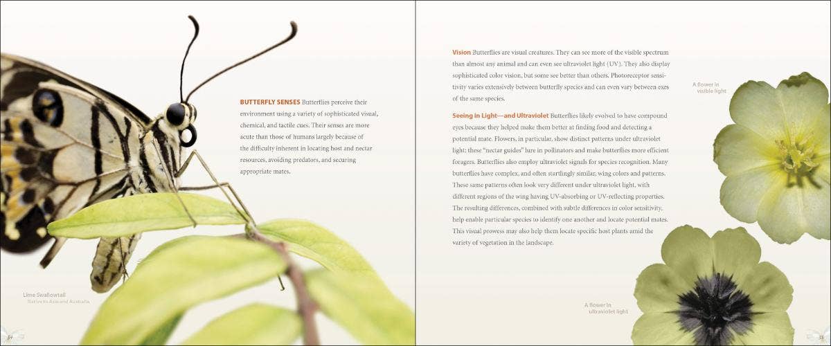 AdventureKEEN - Wholesale Nature & Outdoors Book - Vibrant Butterflies3