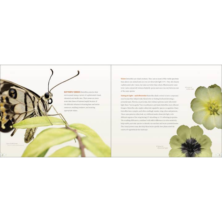 AdventureKEEN - Wholesale Nature & Outdoors Book - Vibrant Butterflies3