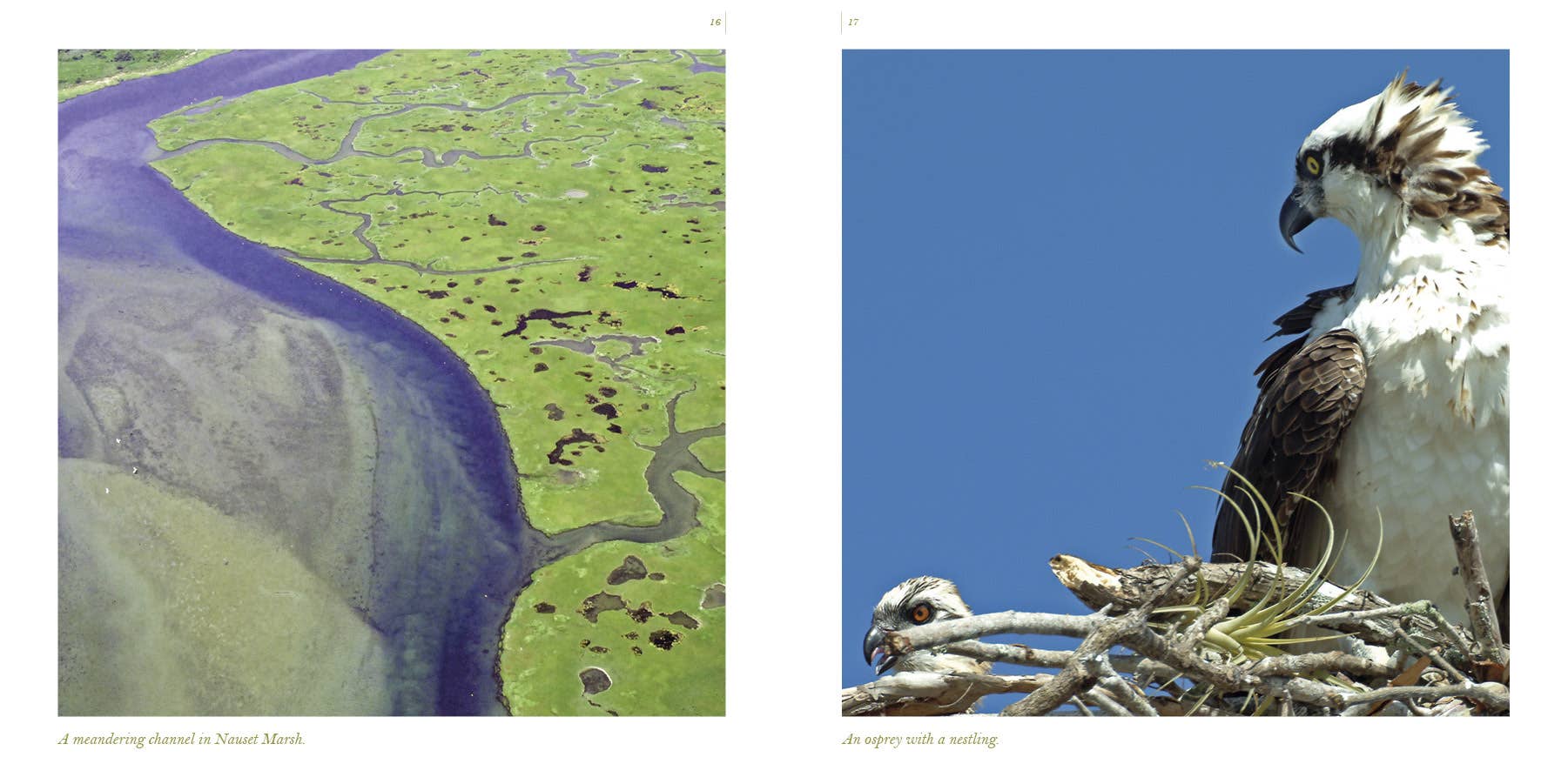 Schiffer Publishing - Wholesale Nature & outdoors book - Cape Cod along the Shore: A Keepsake3