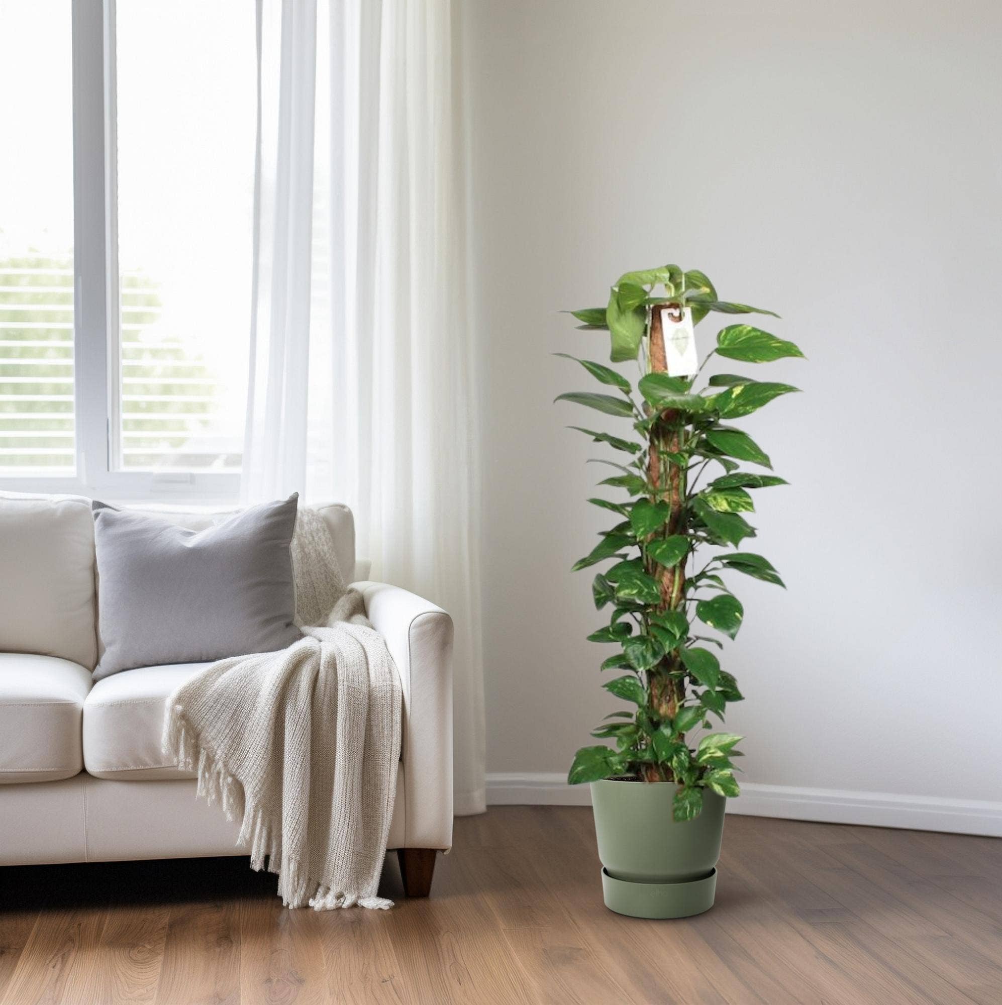 Oasis of Life – wholesale Live plant – Epipremnum Pinnatum Moss Pole – Scindapsus – Height 120cm – Ø24cm – Climbing Plant with Moss Stick – Air-Purifying Houseplant – Easy Care & Decorative for Indoors2