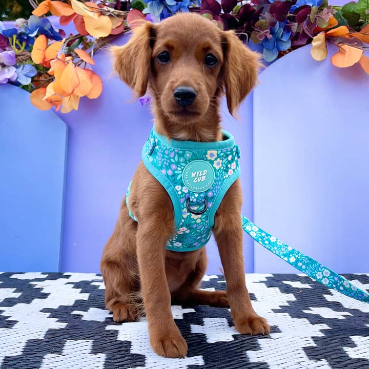 WYLD CUB - Wholesale Pet Harness - Dog - Adjustable Dog Harness: Notting Hill Mint23