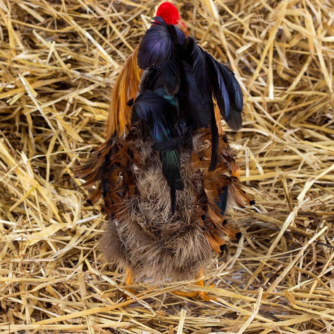 Zucker Feather Products - Wholesale Feathers - Rooster Farmhouse Decor10