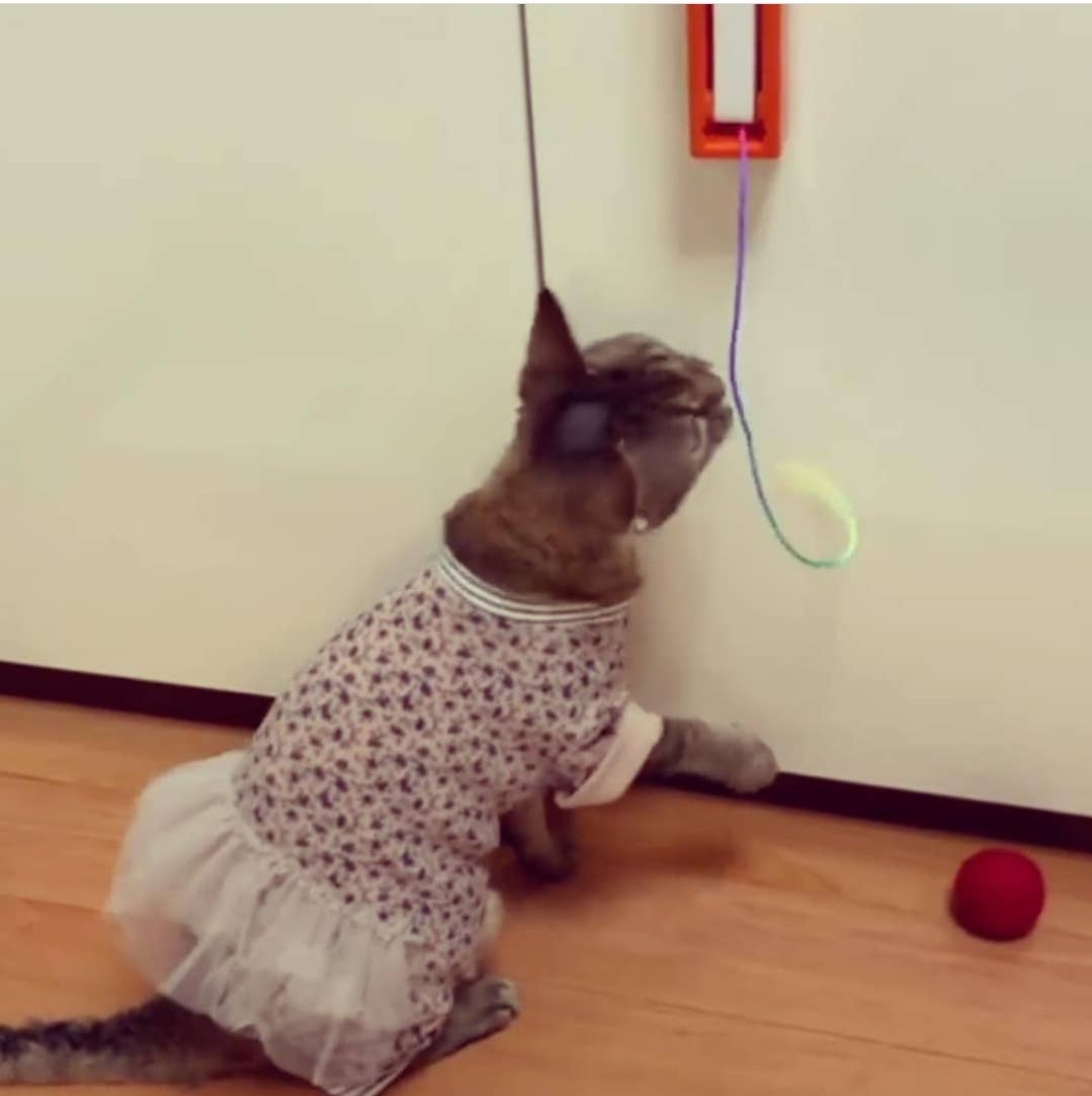 MOODY PET - Wholesale Pet Toy - Cat - Fling-Ama-String9