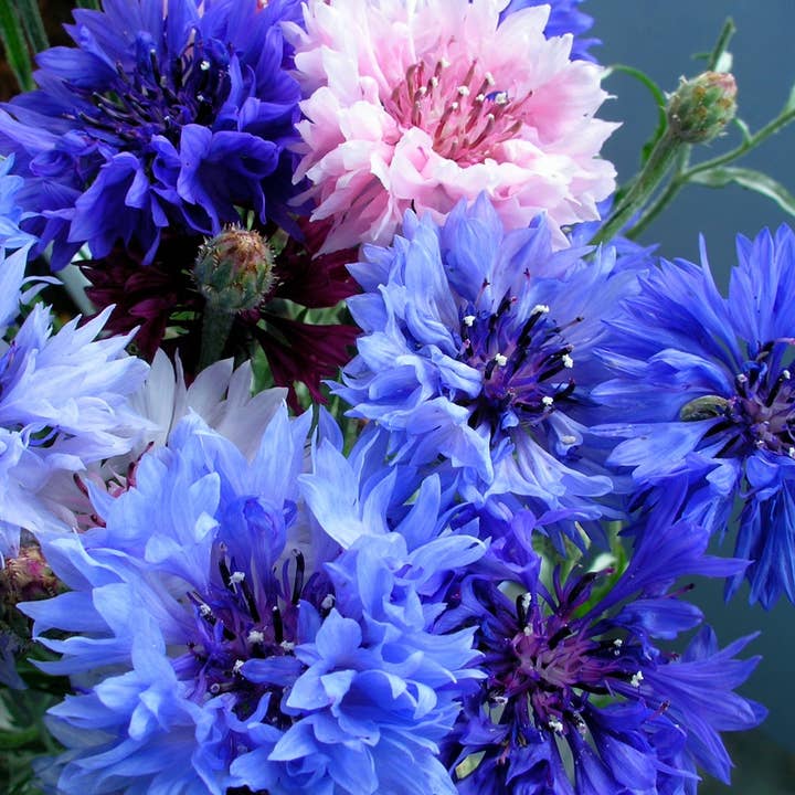 Bentley Seed Co. - Vente Graines de plantes - Paquets de graines de fleurs de bleuet3