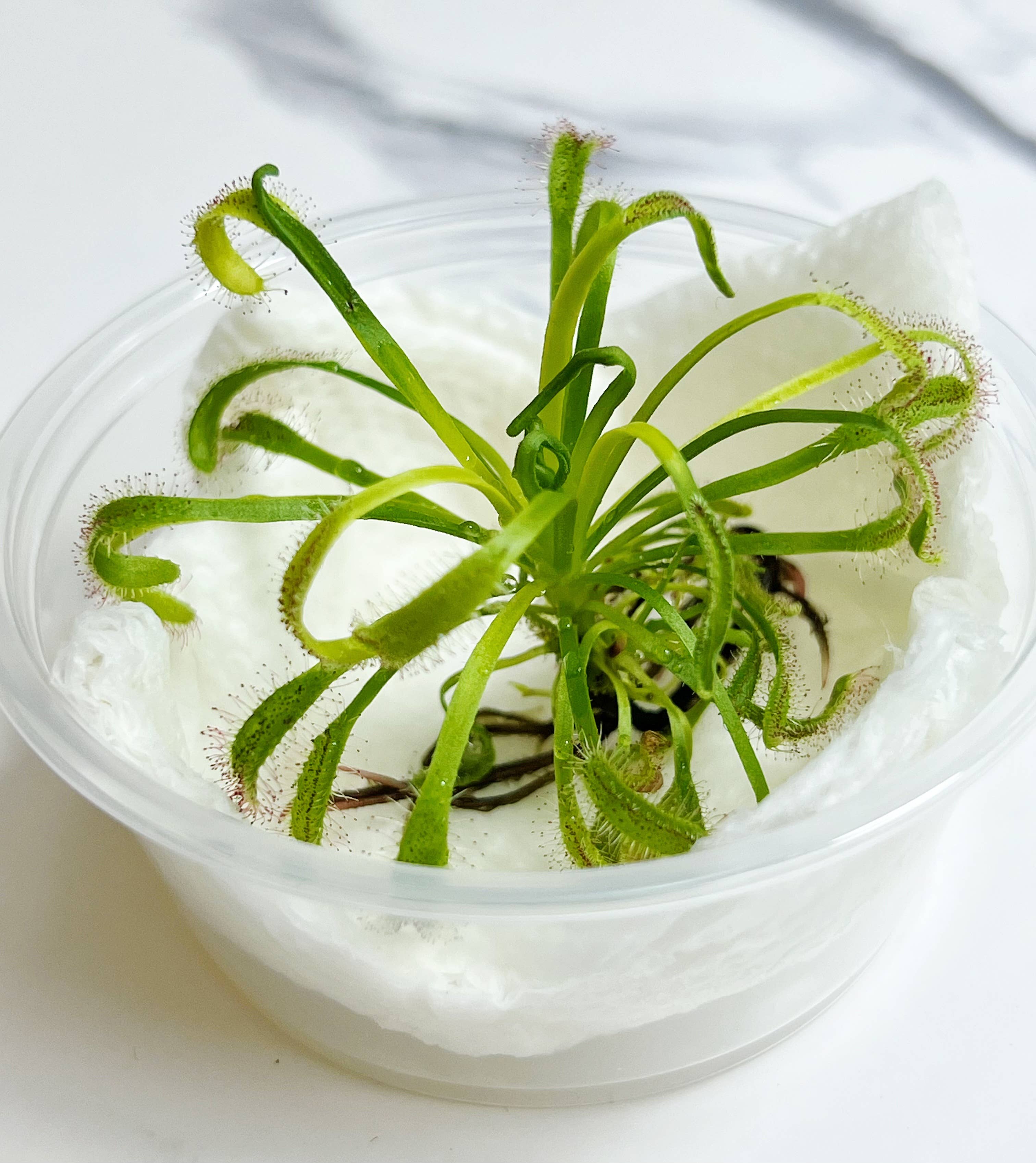 bloomify - Wholesale Live Plant - Cape Sundew(Drosera) –Gnat-Eating Carnivorous (Plant Only)2