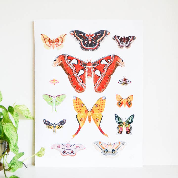 Moth Arter 18x24 Plakat for engroshandel hos Laura King Paints