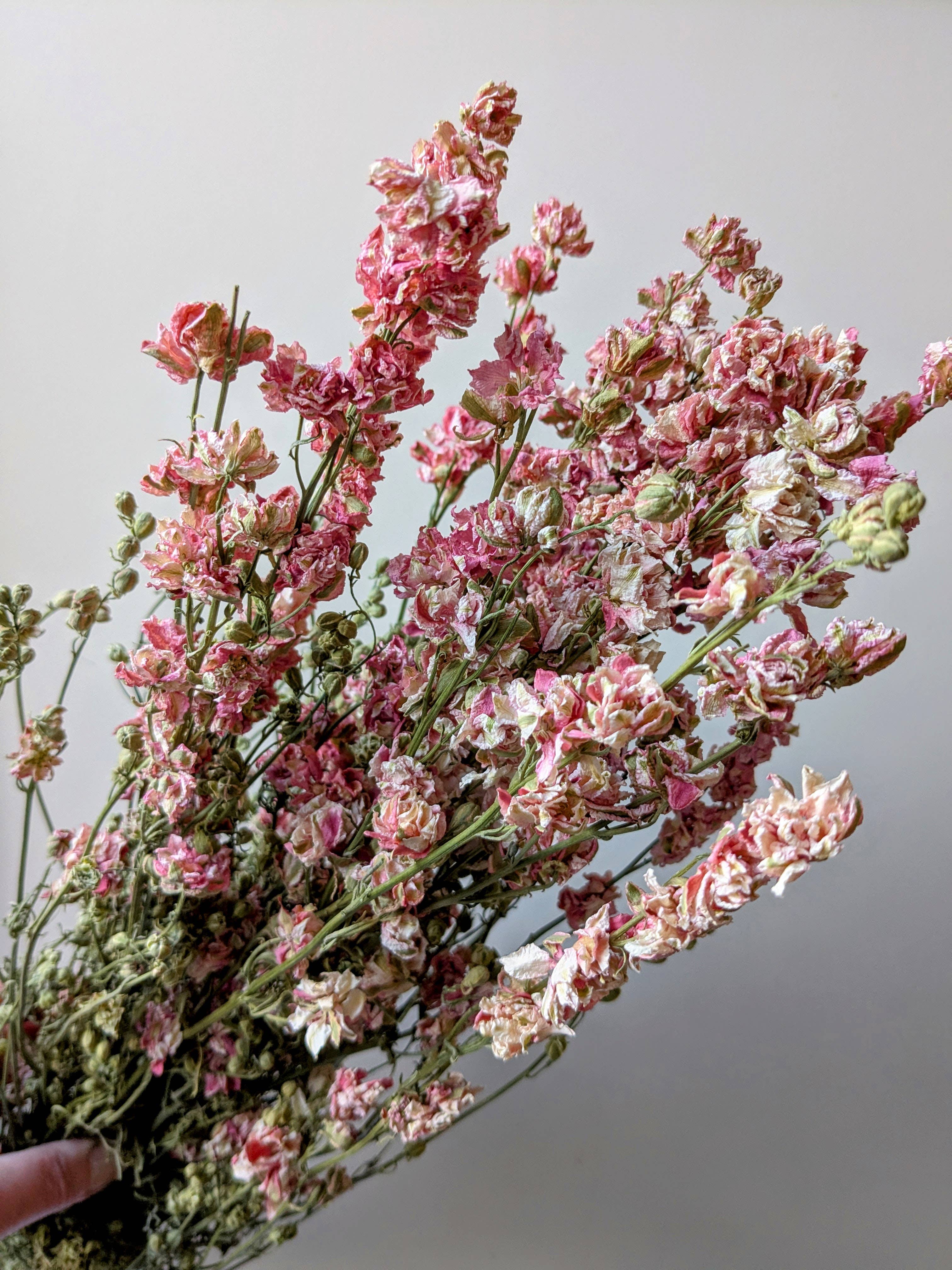 Daisy Gifts Ltd – wholesale Dried/pressed flowers – Pink Delphinium Dried Flower Bunch UK grown - Larkspur Stems1