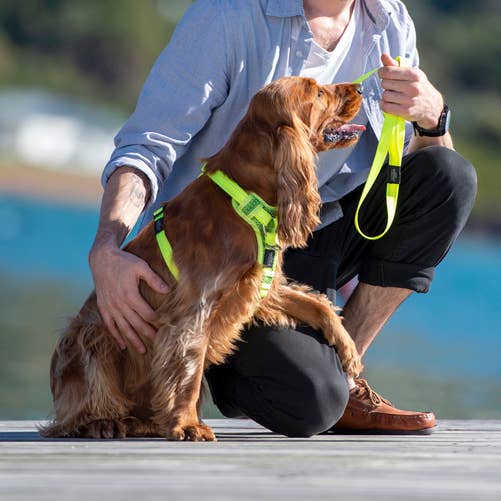 Control Harness Large for wholesale by Rogz USA