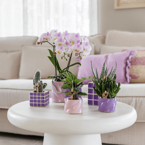 Oasis of Life - Wholesale Echte plant - Calathea – Korbmarant – Kamerplant Ø6cm – Luchtzuiverende tropische bladplant met opvallend bladpatroon – Onderhoudsvriendelijke decoratieve plant voor woning & kantoor2