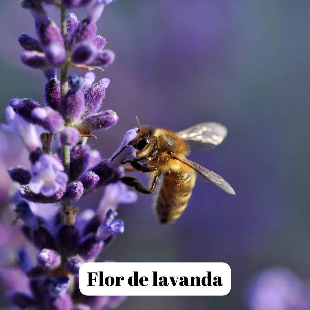 L'ABELLA MIEL - Vendita all'ingrosso Miele - Miele di lavanda L'Abellamel 500G1