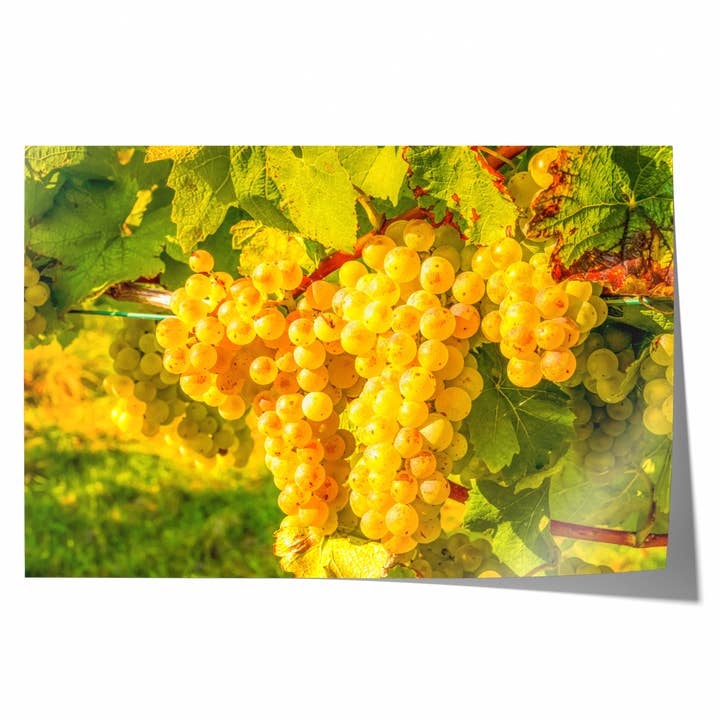 Vita druvor | Konstfotografiutskrift för wholesale av Natasha Riha Photography