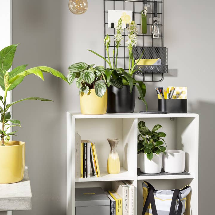 Scheurich - Wholesale Plant Pot - Set of 2 Solido 900 ceramic planters19