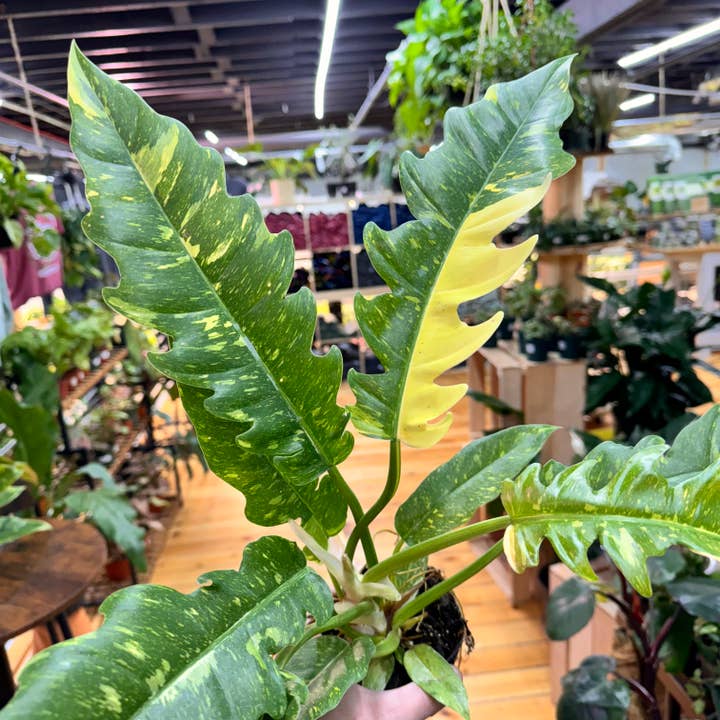 Plant Daddies of Atlanta LLC - Wholesale Live Plant - Philodendron Ring of Fire