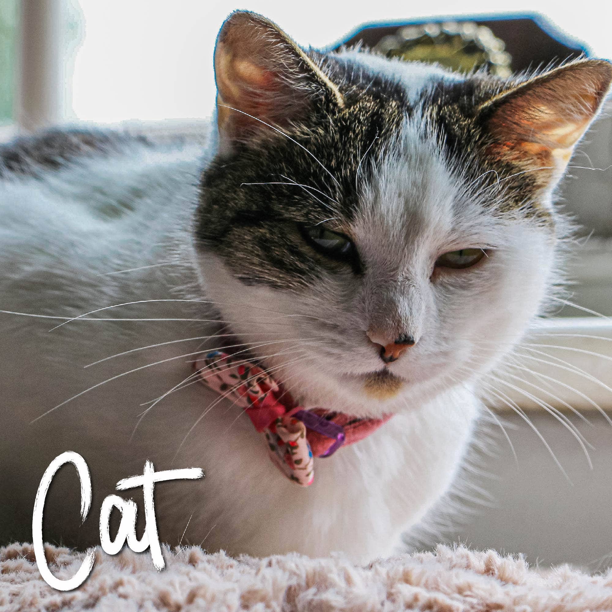 Ancol Pet Products Ltd – wholesale Pet collar – Cat – Vintage Floral Bow Cat Collar -Pink1