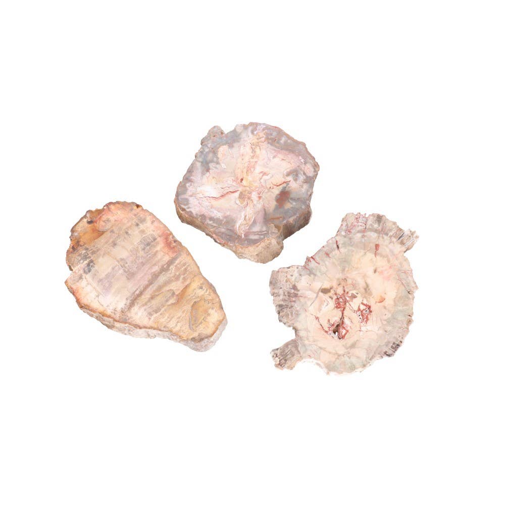 Vives de la Cortada S.L - Vente Pierre et cristal de spiritualité - Assiette en xylopal - bois fossile3