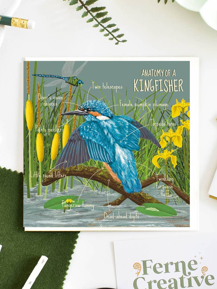 'Anatomy of a kingfisher' Greetings card for wholesale by Ferne Creative