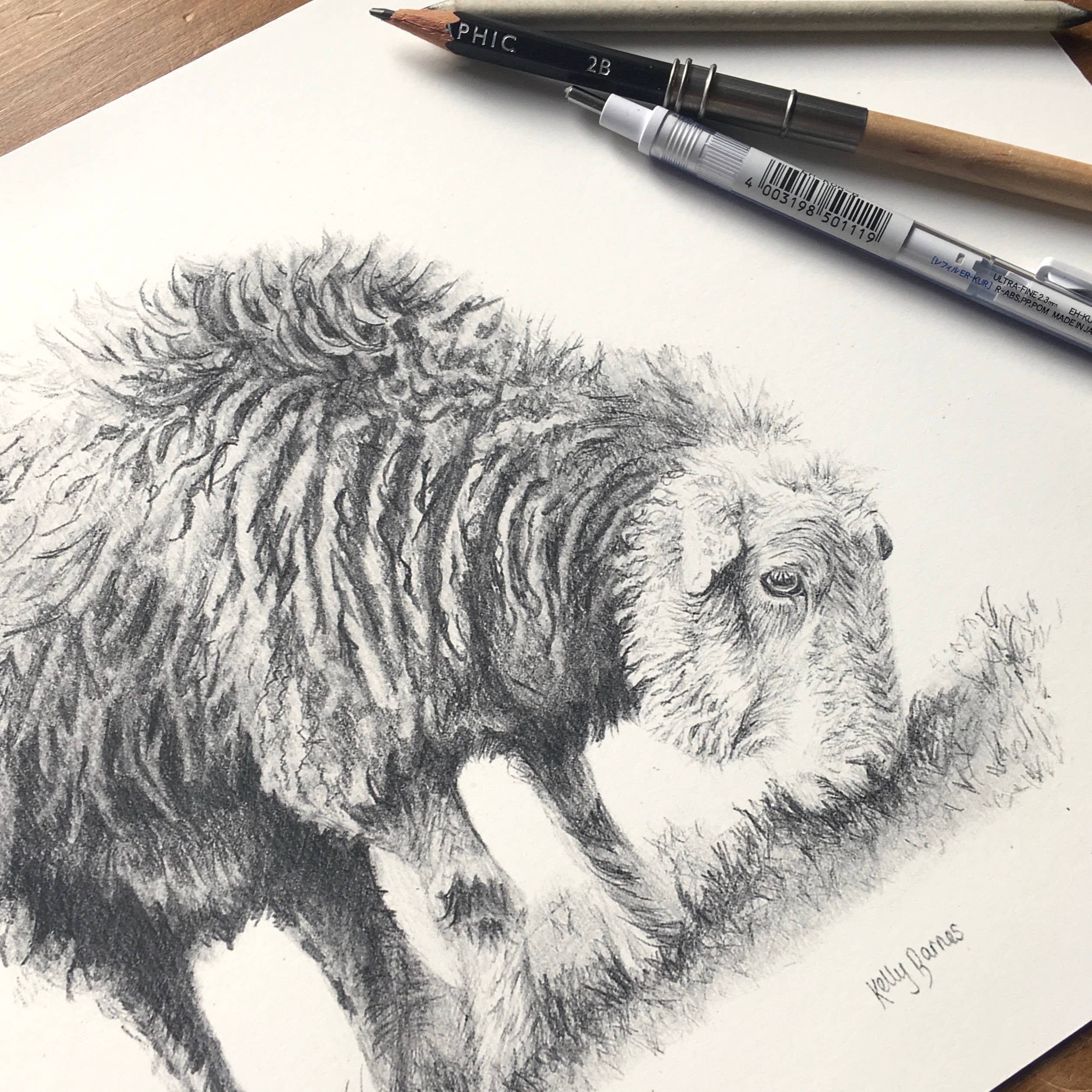 Kelly Barnes Portraits – wholesale Art print – Herdwick Sheep Mounted Print | Pencil Drawing | Farm Animals3