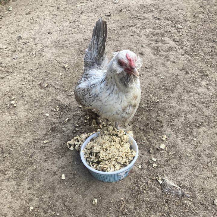 Cold Winter Nights - Warm Oatmeal Treat for Extra Calories for wholesale by Dahlia Pets