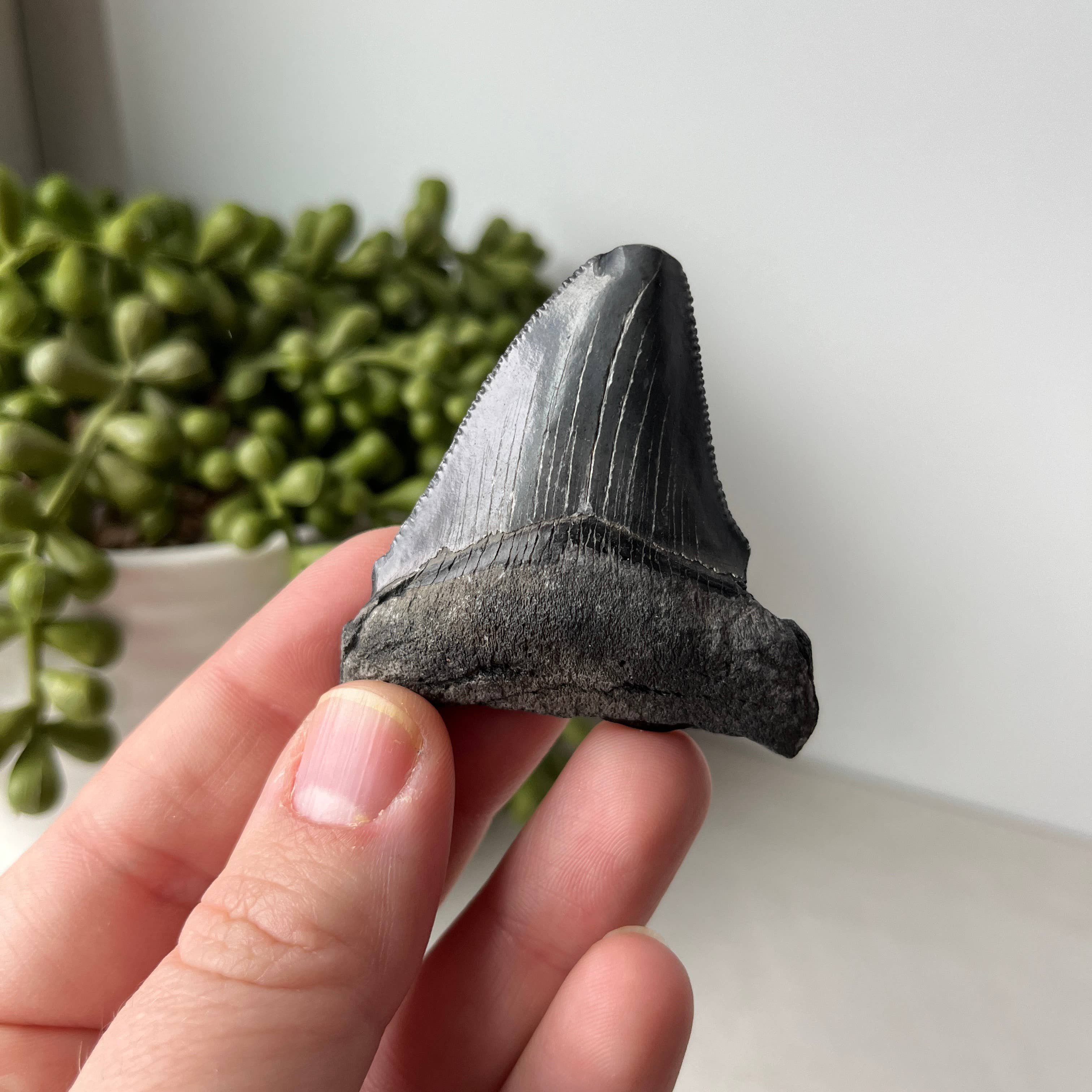 Sunburst Trading - Wholesale Decorative Tabletop Object - Fossilized Megalodon Tooth 4