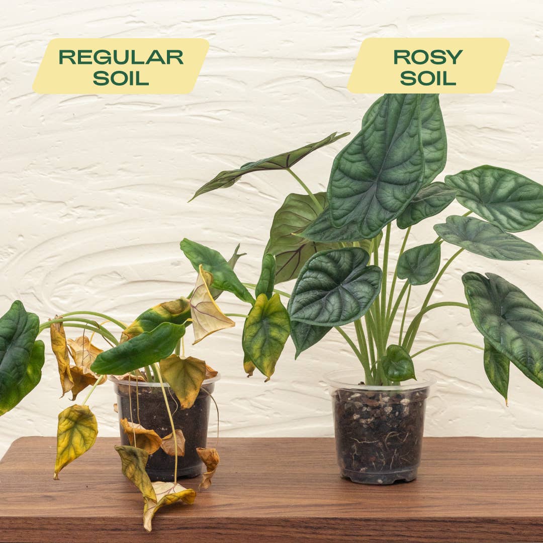 Rosy Soil - Wholesale Planting/Potting Soil - 4qt Aroid Mix2