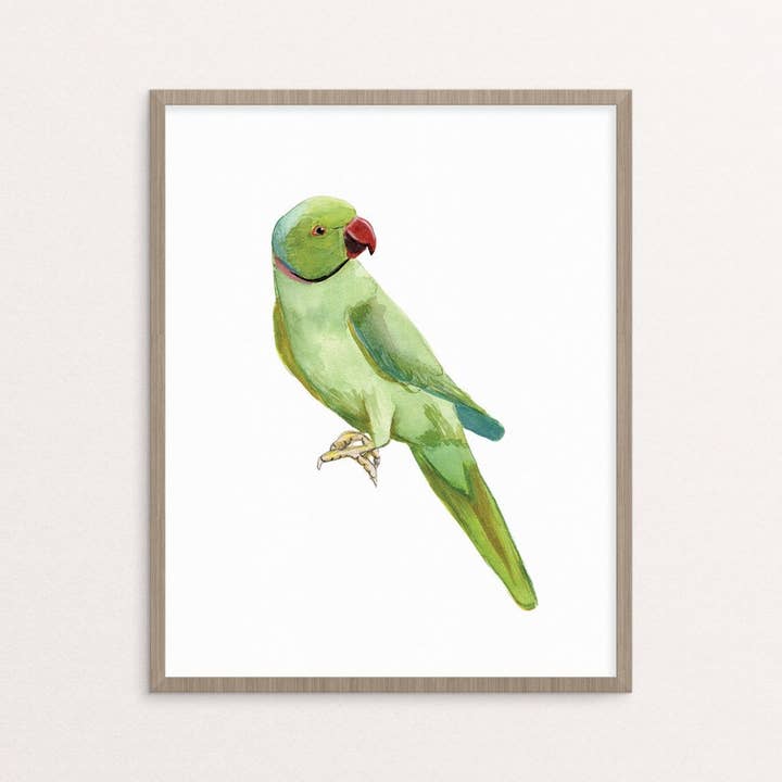 green indian ringneck tropical bird watercolor giclee art print for wholesale by Stephanie Missan Studio