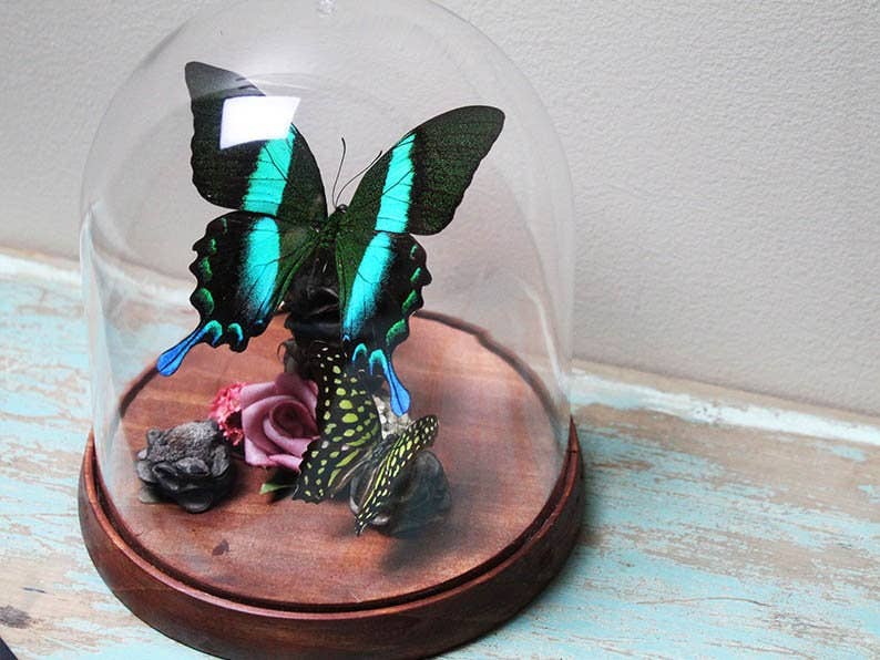 Newman Art Designs - Wholesale Decorative tabletop object - Papilio blumei in a Decorative Dome