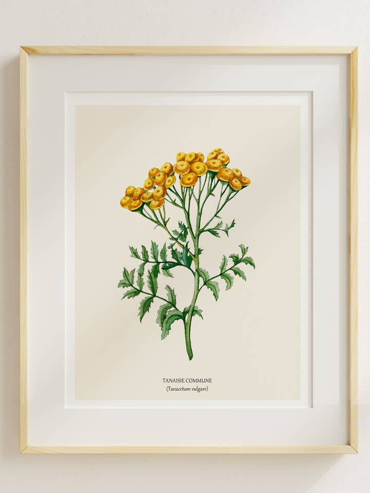 Tanaisie Commune pour la vente par Sarah Choquette Scott Artiste