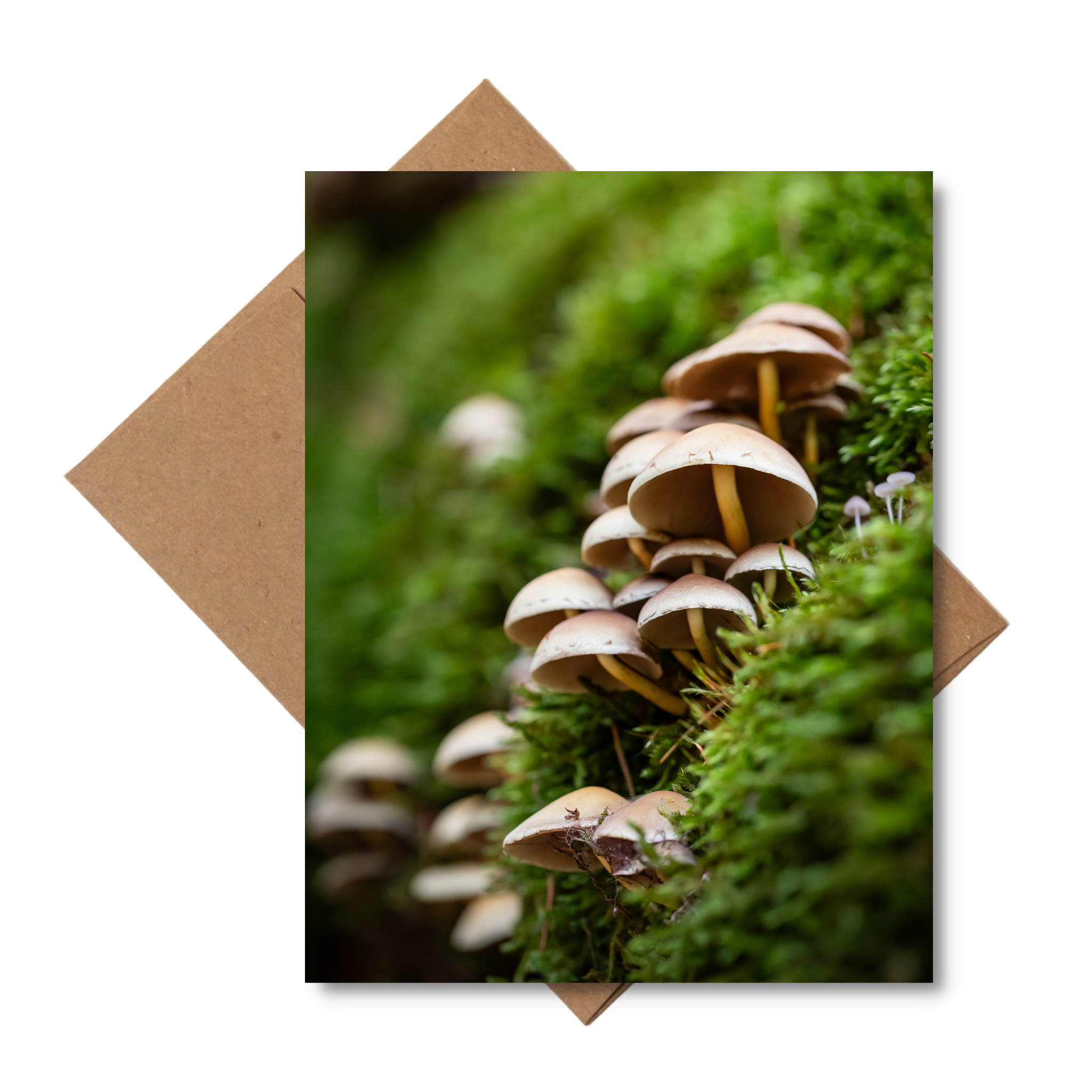 Andrea Morris Art - Wholesale Stationery/Notecard Set - Mushroom Card Variety Pack (5 Different Cards + Envelopes) 1