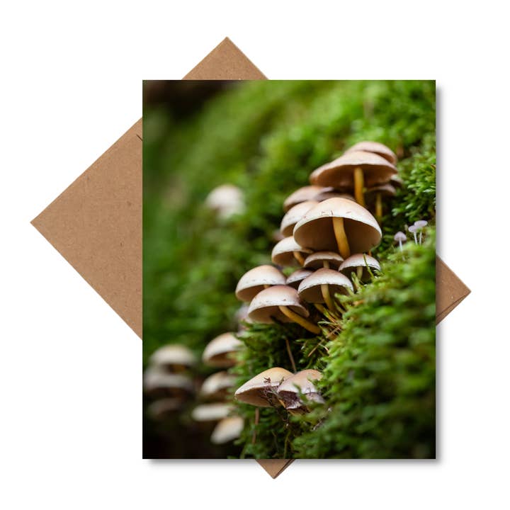 Andrea Morris Art - Wholesale Stationery/Notecard Set - Mushroom Card Variety Pack (5 Different Cards + Envelopes) 1