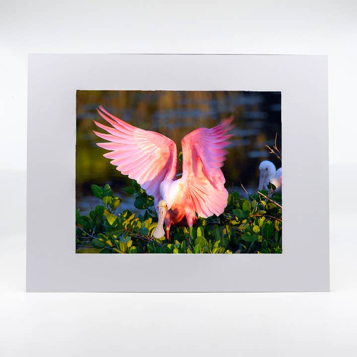Artwork-Roseate Spoonbill 2 for wholesale by Mike Ring Photography