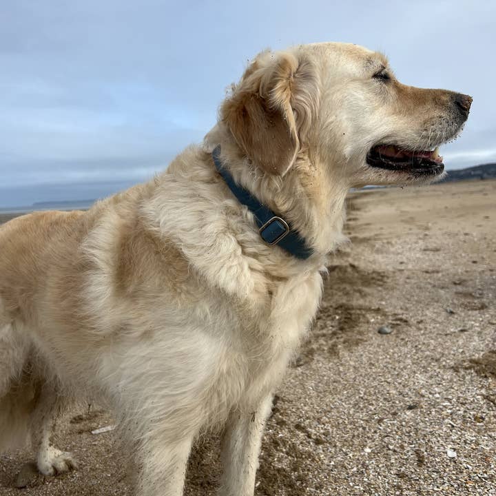 Splash By Happy - Wholesale Pet Collar - Dog - Biothane® clip necklace25