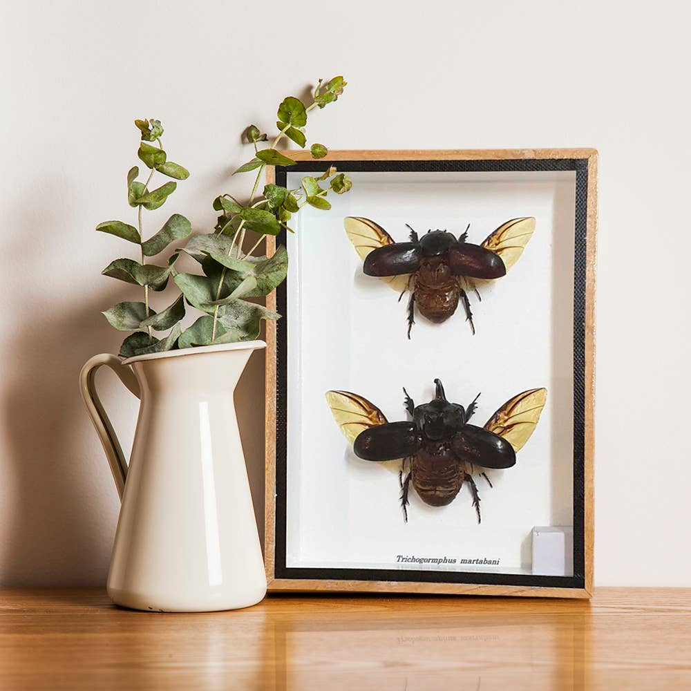 VIE - Wholesale Wall Accent - Framed Insect, Assorted15