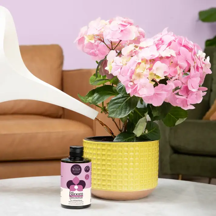 We the Wild Plant Care - Australia - Wholesale Fertiliser - Bloom Concentrate - Case of 123