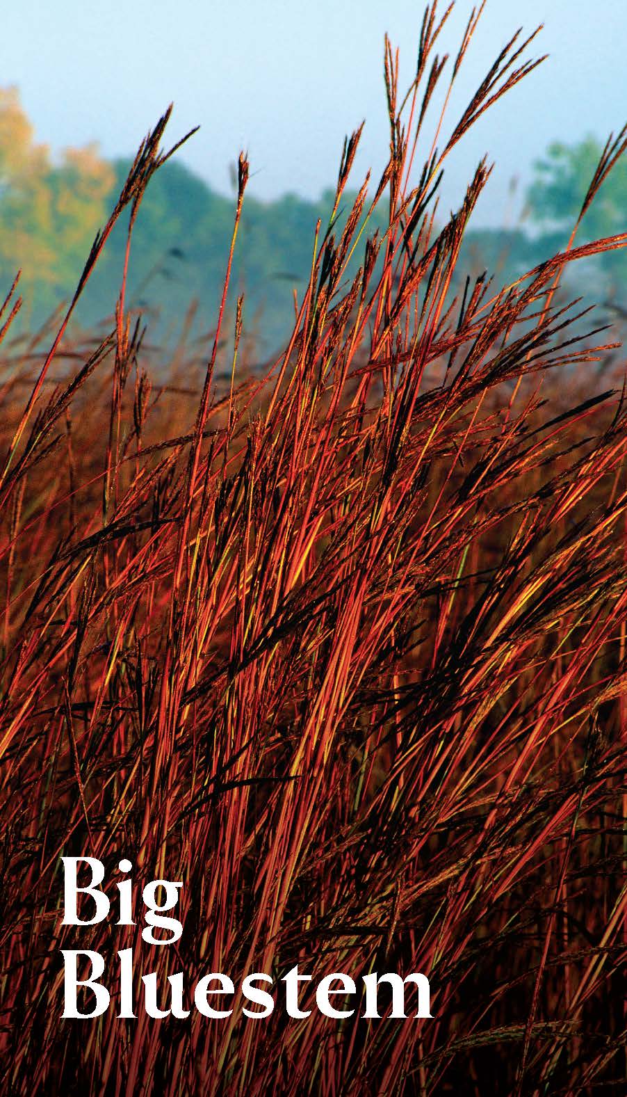 Chronicle Books - Wholesale Card Game - Pollinator Garden Planning Deck4