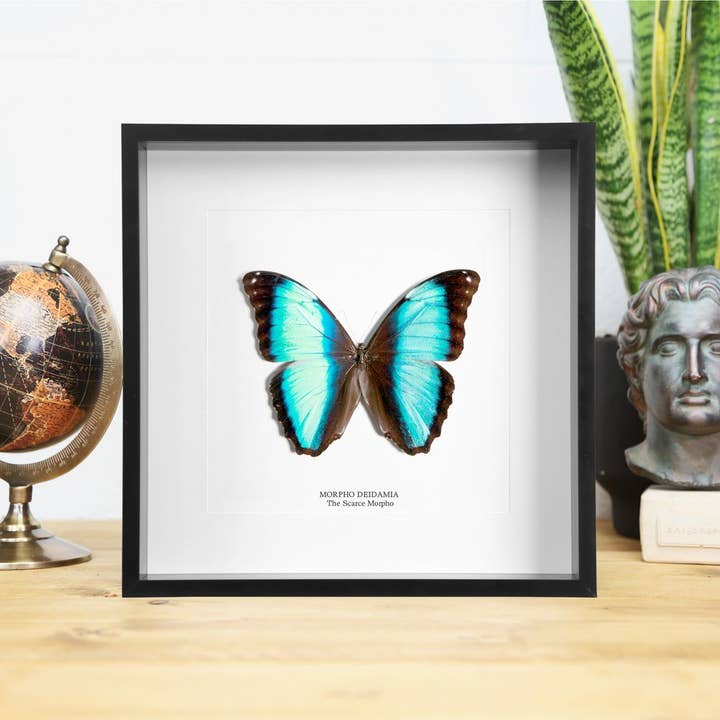 Scarce Morpho Butterfly Taxidermy Box Frame for wholesale by Curated Studio