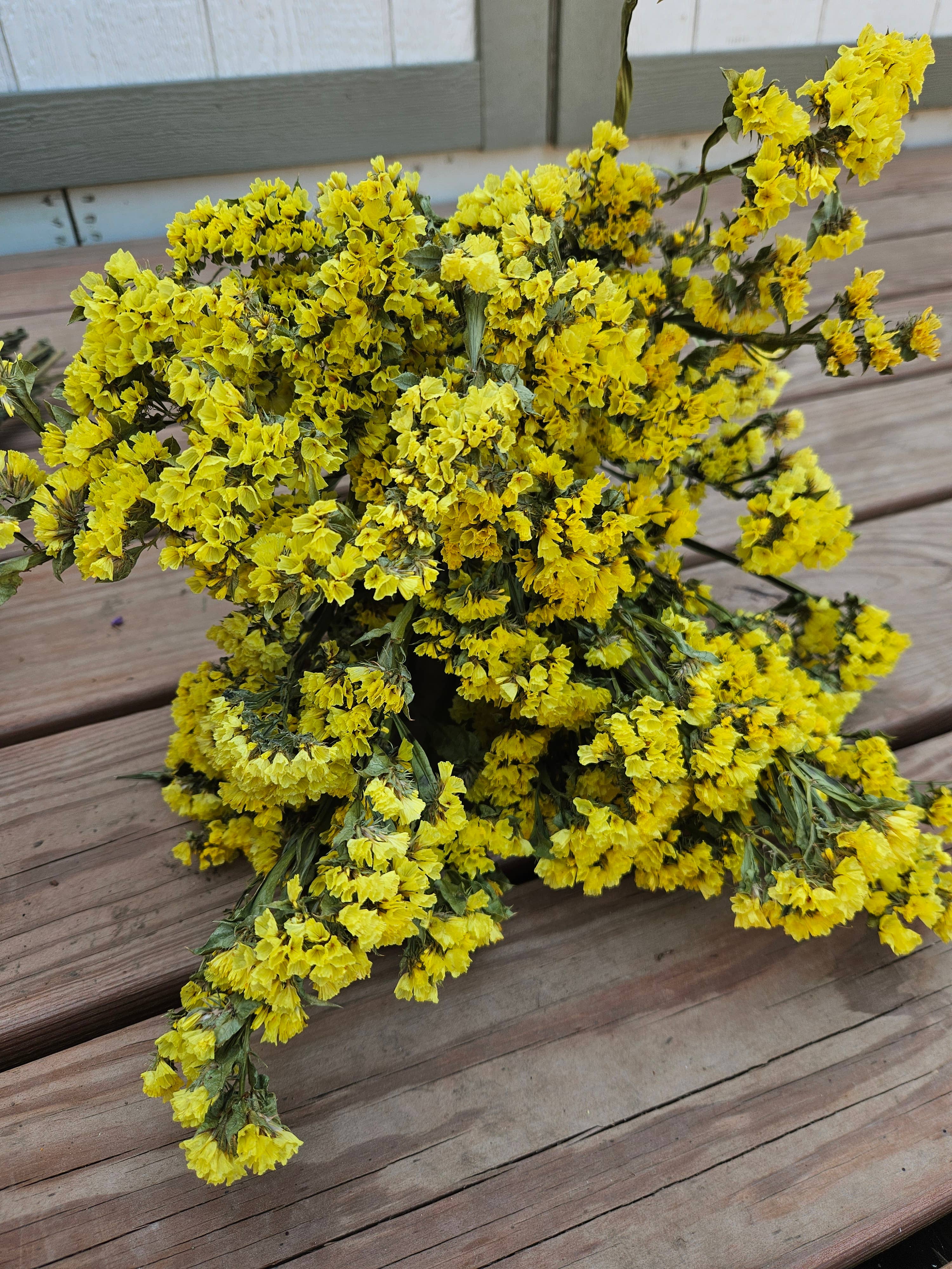 Alissas Flower Farm - Wholesale Dried/Pressed Flowers - Dried Statice7