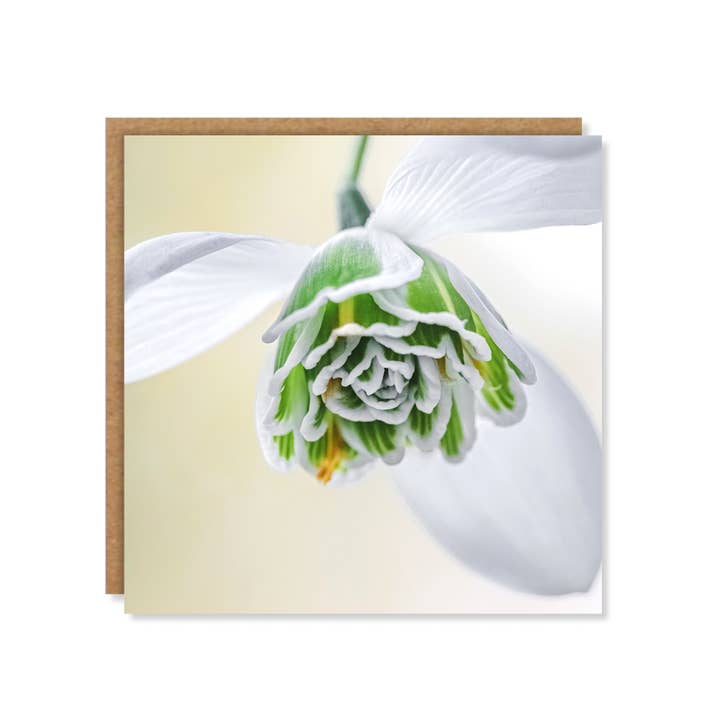 Floral Double Snowdrop Greeting Card for wholesale by Marina Walker