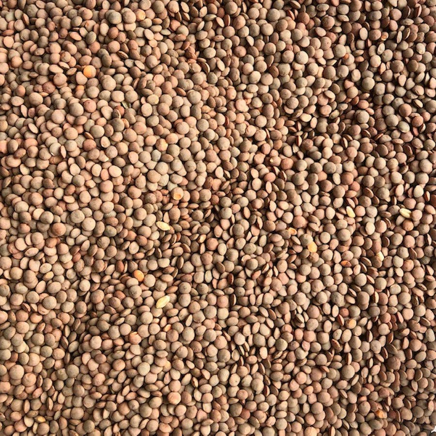 Timeless - Wholesale Beans - Organic Red Lentils (Whole)2