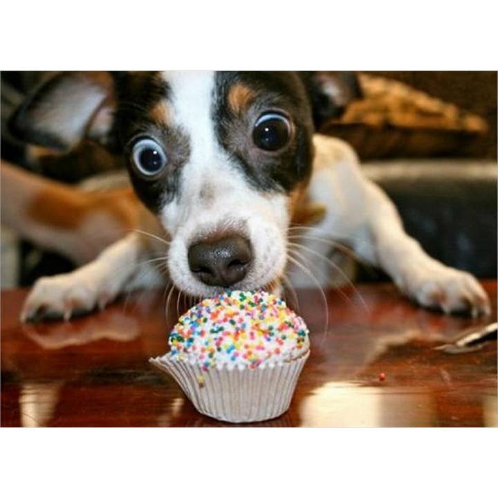 Sulten hund med cupcake for engroshandel hos Retrospect Greeting Cards