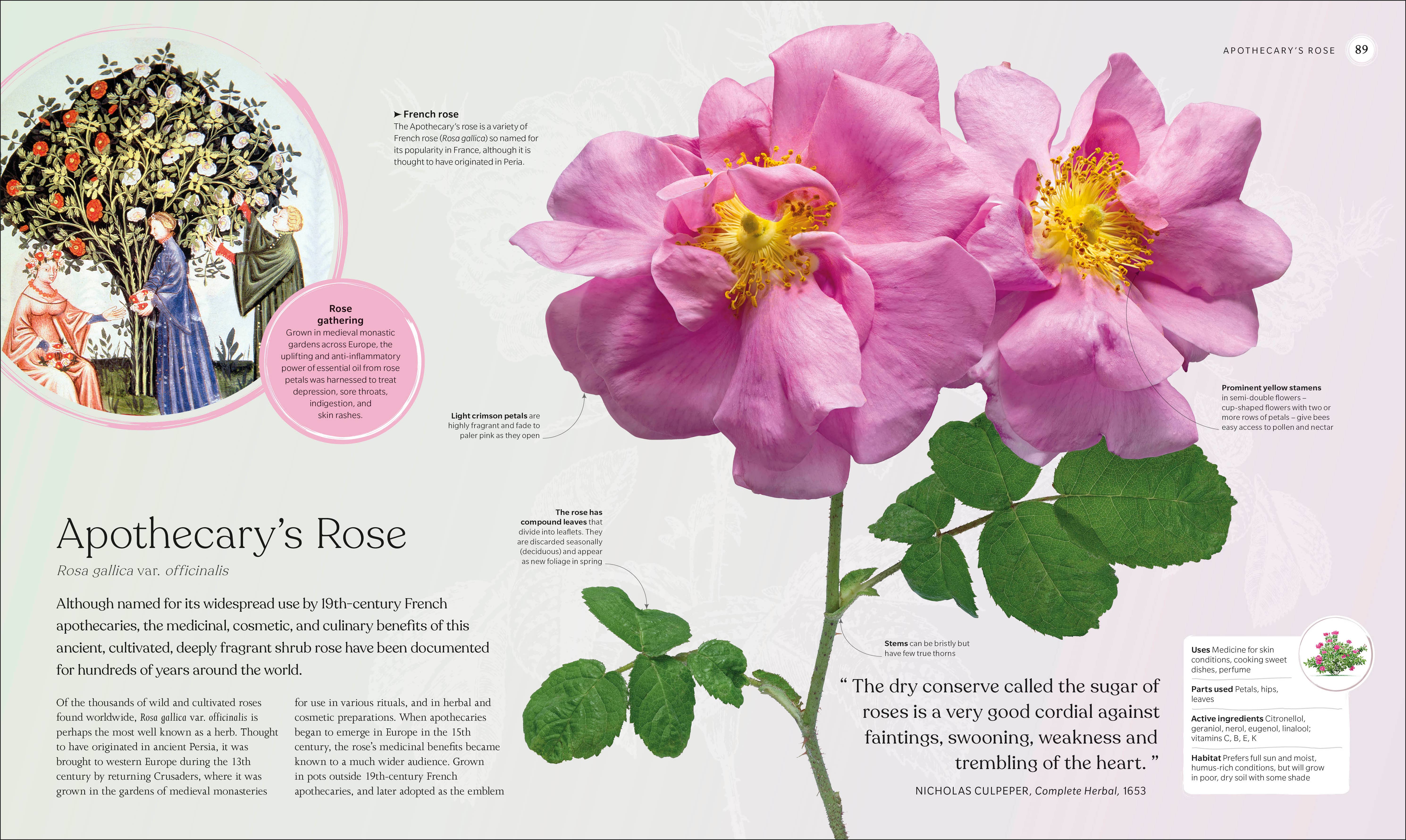 Penguin Random House LLC - Wholesale Nature & Outdoors - The Herb Book4