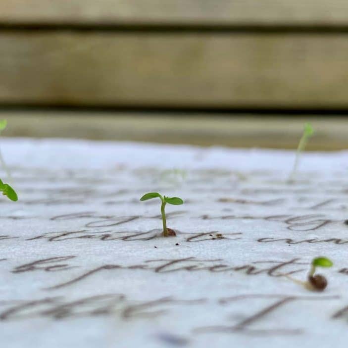 Marissa Kay Apothecary - Wholesale Everyday Greeting Card - Plantable Seed Card || Zero Waste || Supports Women J28