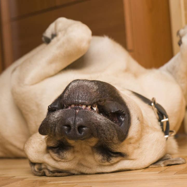 Hund liegt auf dem Rücken für den Großhandel von Retrospect Greeting Cards