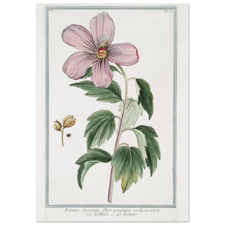 Ketmia syrerum flore purpureo violaceo for wholesale by Maison de Paloma