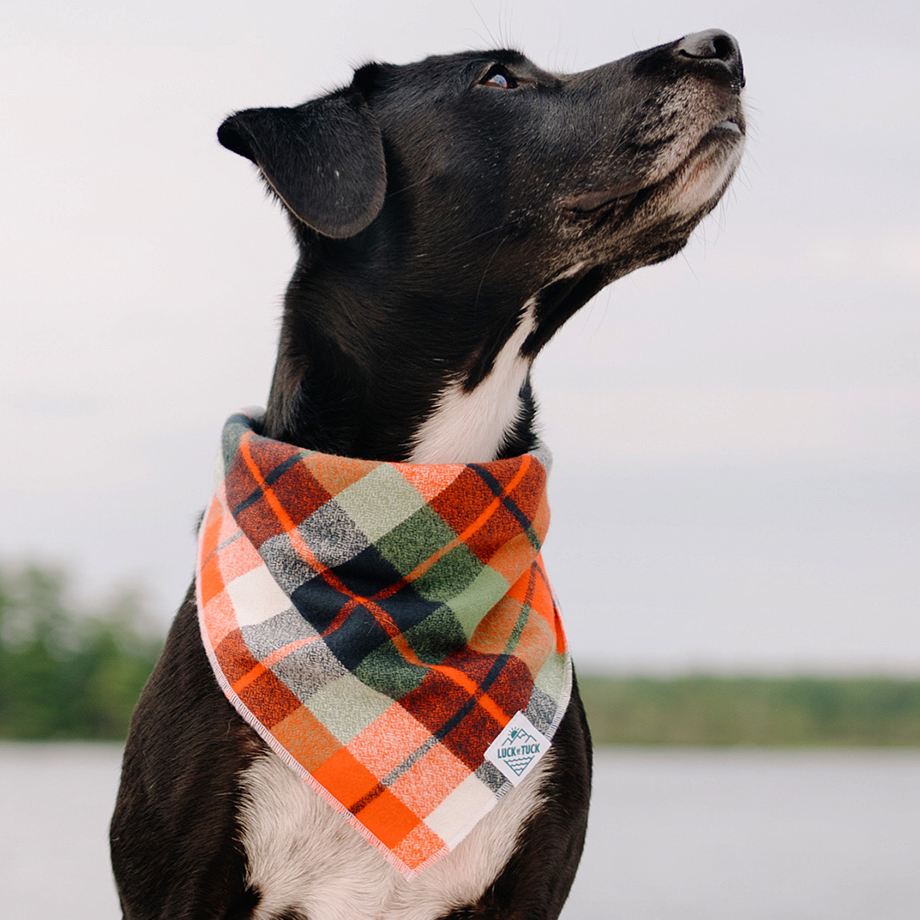 LUCK OF TUCK - Vente Bandana – chien - Bandana pour chien punkin'2
